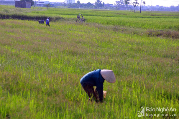 Nghệ An: Đổ xô đi &quot;săn&quot; ốc bưu vàng - Ảnh 1.