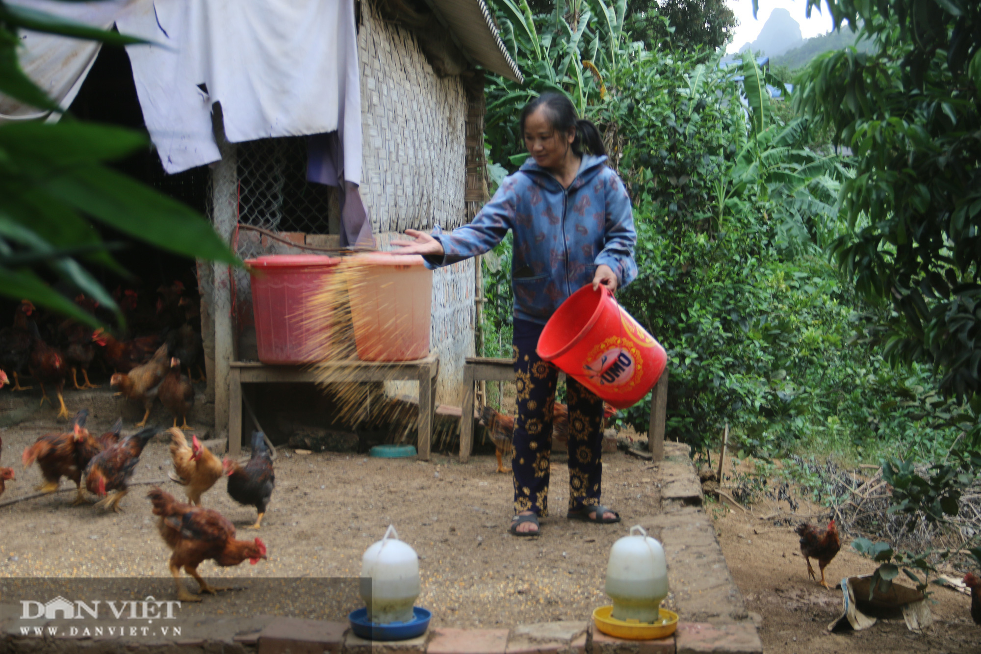 Nuôi gà ta thả vườn, nông dân có 1 cơ ngơi khá giả - Ảnh 4.