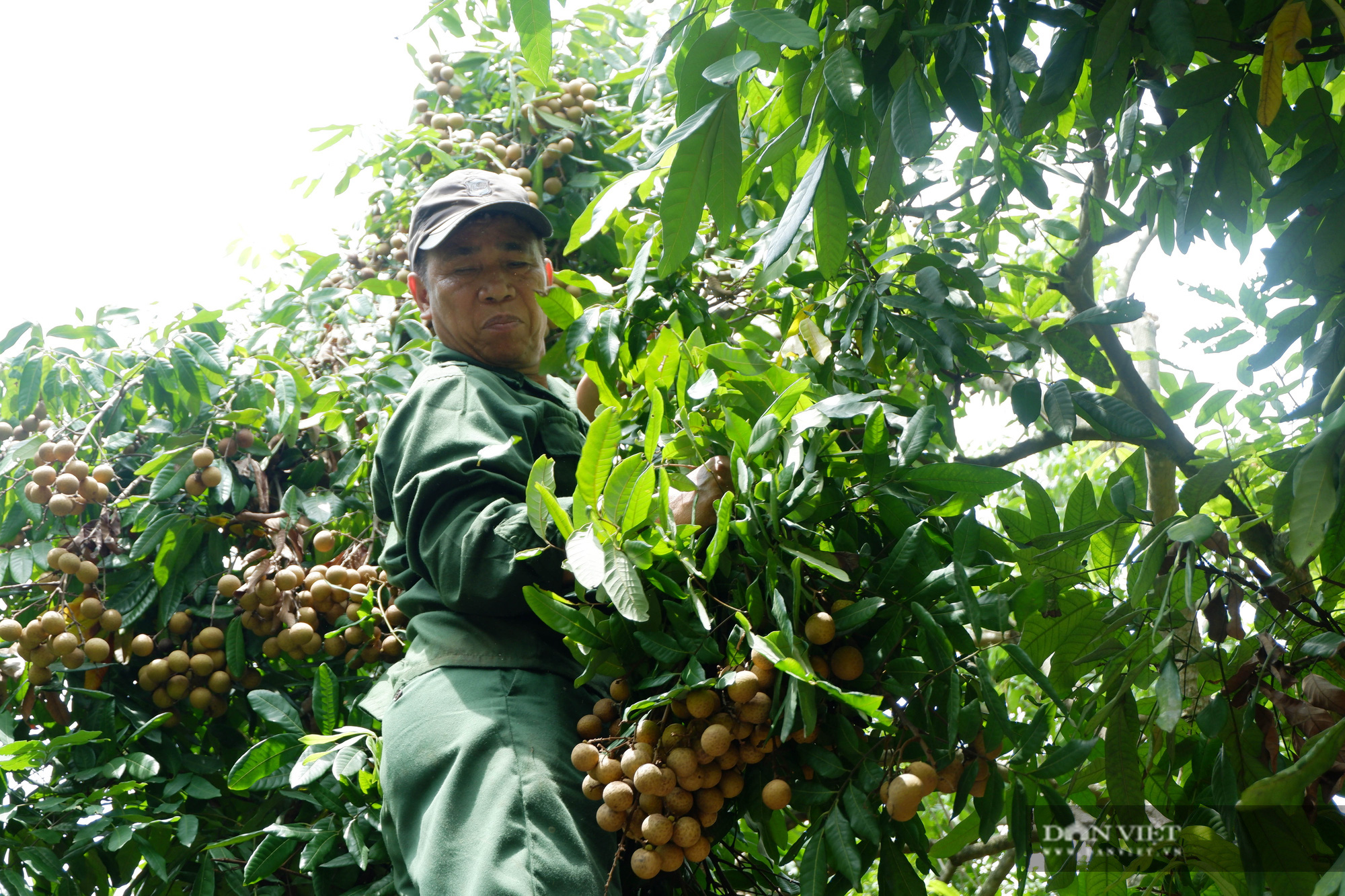 Giá nhãn giảm sâu: người trồng nhãn ở Hưng Yên &quot;âu sầu&quot; vì mất mùa...mất giá - Ảnh 2.