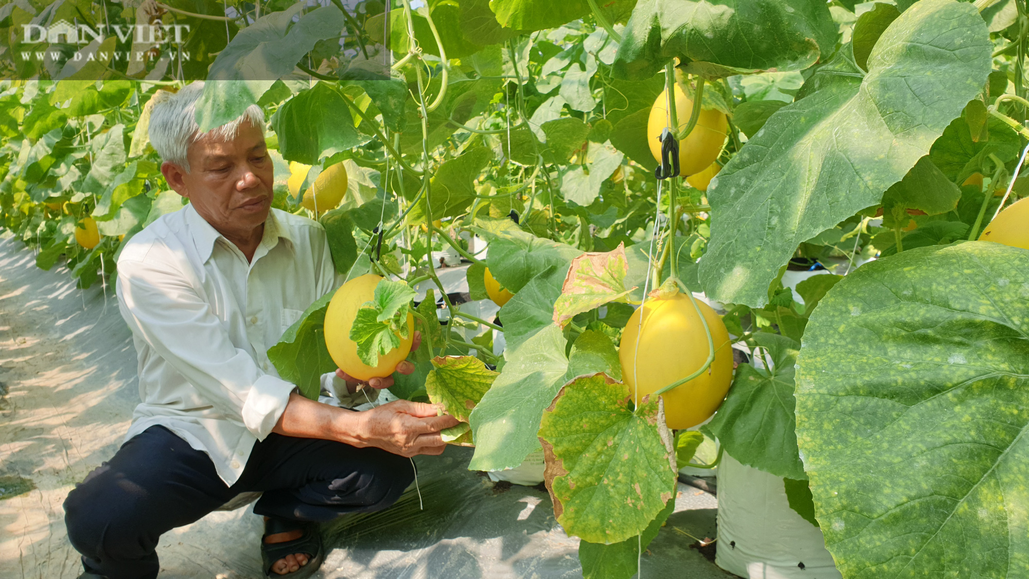 Thanh Hóa: Lão nông 70 tuổi trồng đủ thứ, bỏ túi trăm triệu mỗi năm - Ảnh 1.