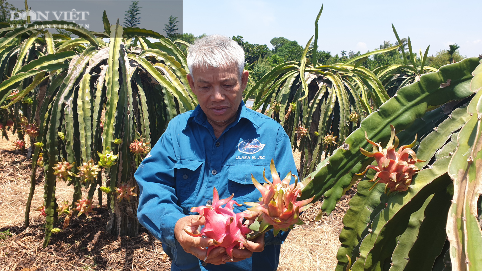 Thanh Hóa: Lão nông 70 tuổi trồng đủ thứ, bỏ túi trăm triệu mỗi năm - Ảnh 4.