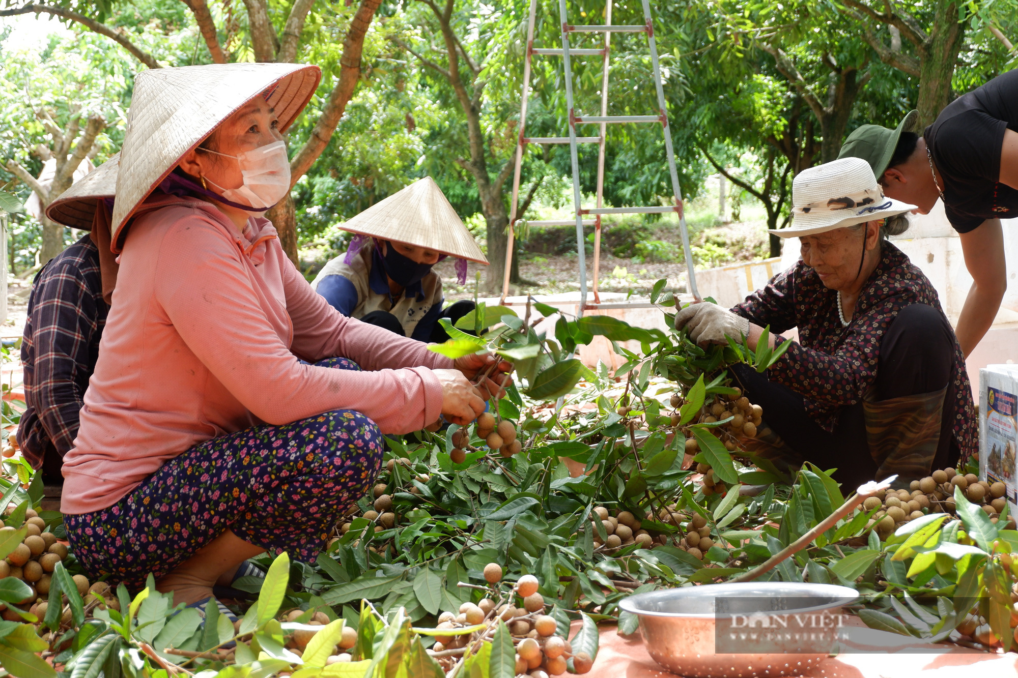 Giá nhãn giảm sâu: người trồng nhãn ở Hưng Yên &quot;âu sầu&quot; vì mất mùa...mất giá - Ảnh 4.