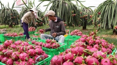 Gần cuối vụ, từ giá bằng bó rau thanh long “ngoi” lên giá cao, người trồng phấn khởi - Ảnh 2.