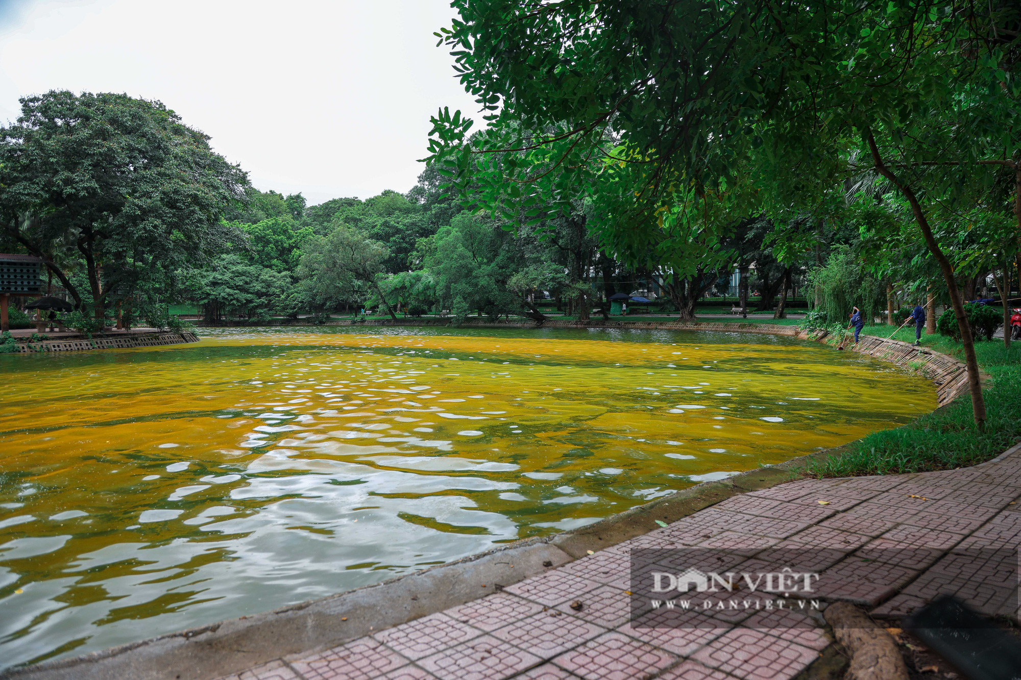 Hà Nội: Mặt nước hồ Bách Thảo bất ngờ chuyển màu vàng lạ mắt - Ảnh 2.