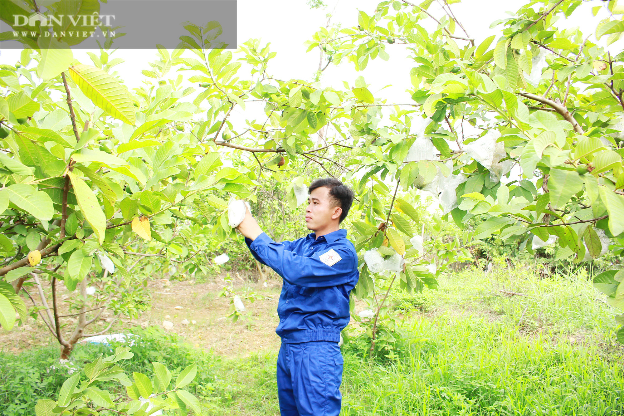 Nghệ An: Kỹ sư 9X bỏ phố về làng làm nông nghiệp công nghệ cao thu nhập tiền tỷ - Ảnh 6.