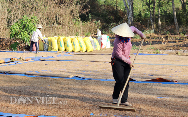 Ở nơi trồng tiêu sạch bán qua châu Âu trước khi có Hiệp định EVFTA - Ảnh 10.