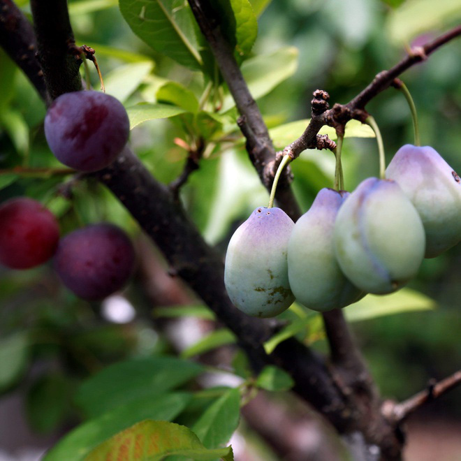 "Thánh ghép cây" tạo ra 40 loại quả khác nhau trên cùng 1 cây 3-1597389443465-1597389443466437045761