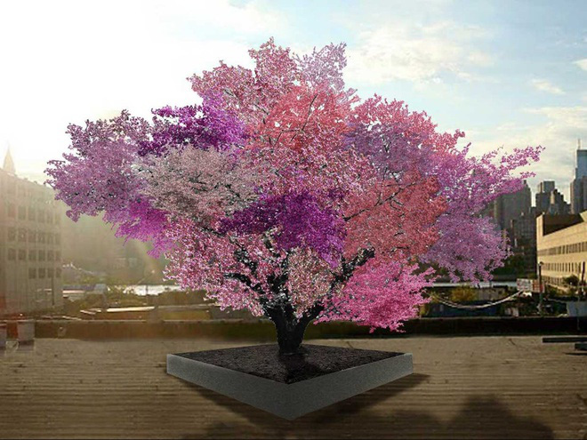 "Thánh ghép cây" tạo ra 40 loại quả khác nhau trên cùng 1 cây 4-1597389428200-15973894282011785547118