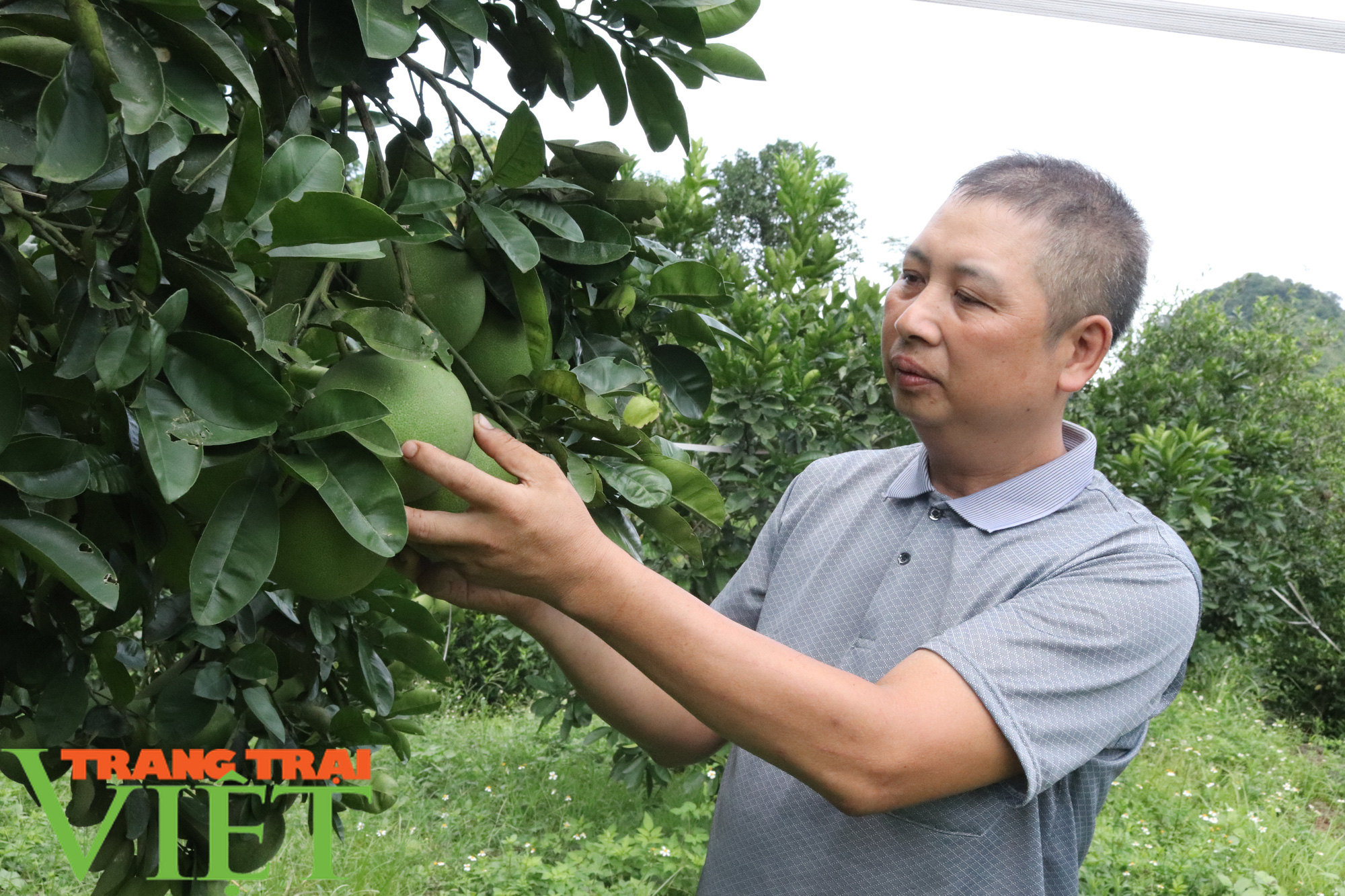 Lão nông Sơn La làm giàu từ trồng cây ăn quả - Ảnh 4.