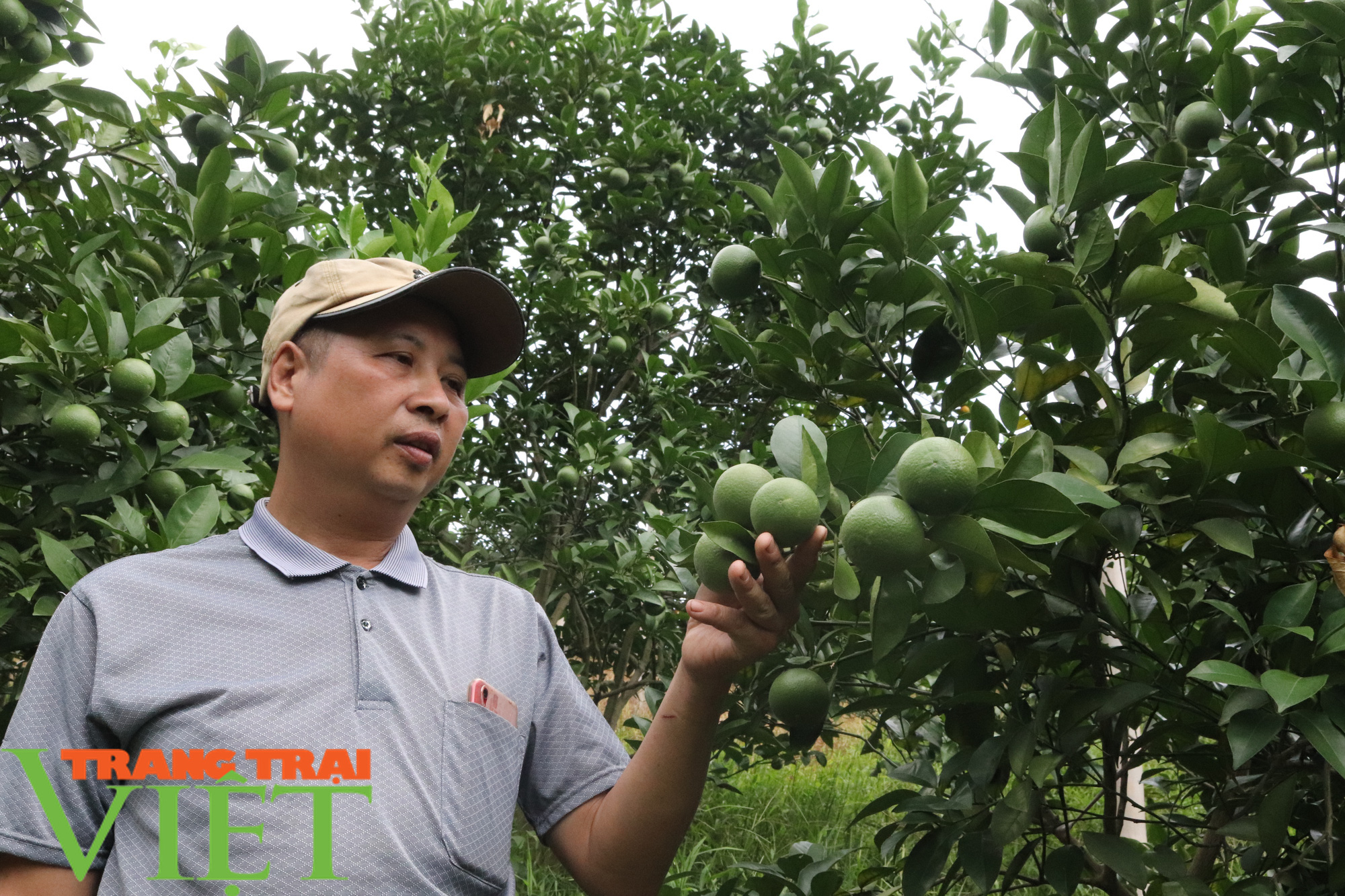 Lão nông Sơn La làm giàu từ trồng cây ăn quả - Ảnh 1.