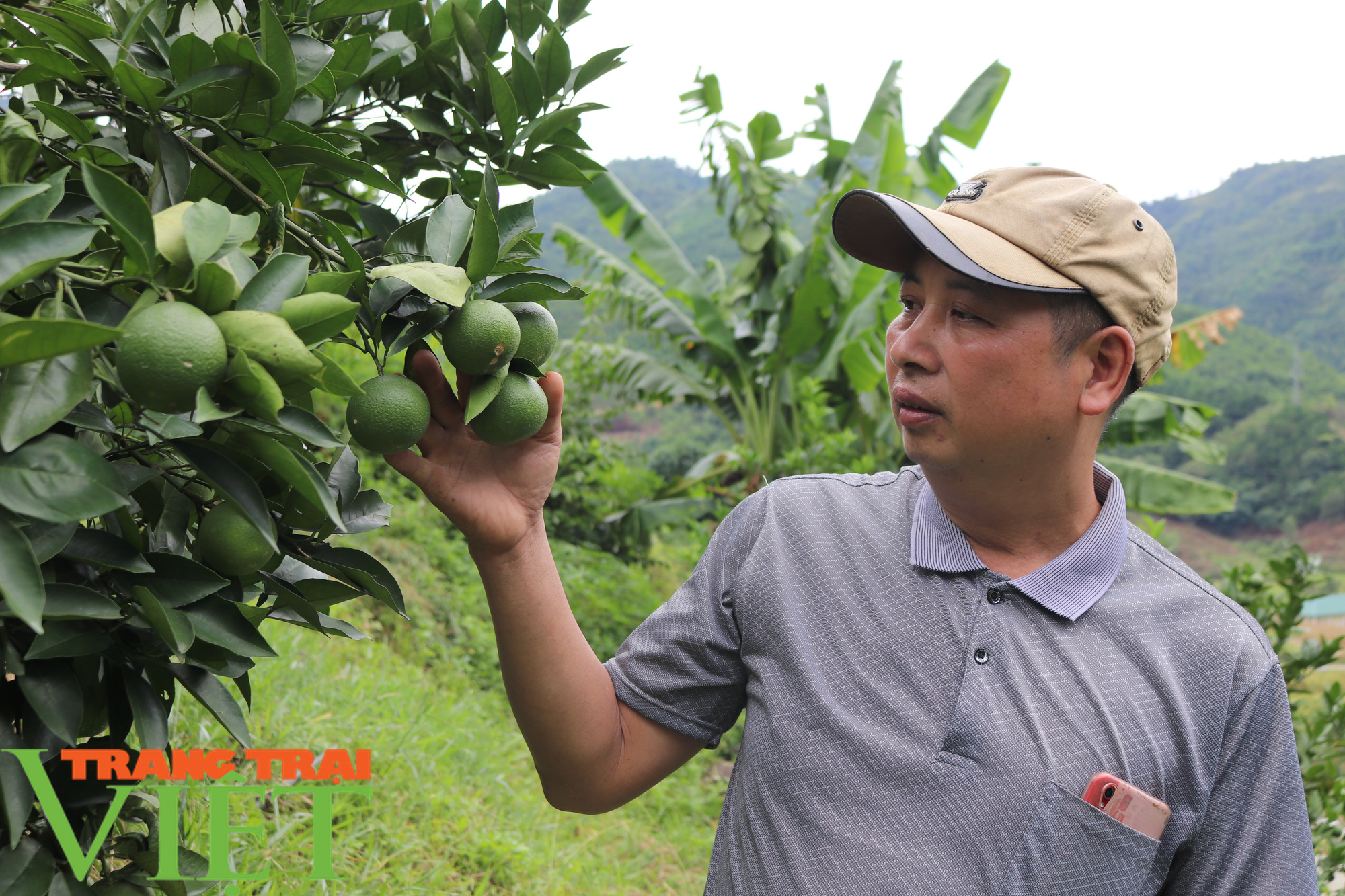 Lão nông Sơn La làm giàu từ trồng cây ăn quả - Ảnh 2.