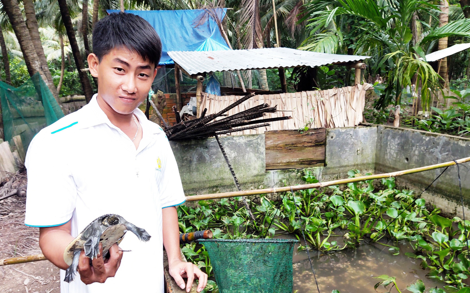 Sóc Trăng: "Liều" thả nuôi hàng đàn ba ba trong vườn, anh nông dân mắt hí đẹp trai kiếm bộn tiền