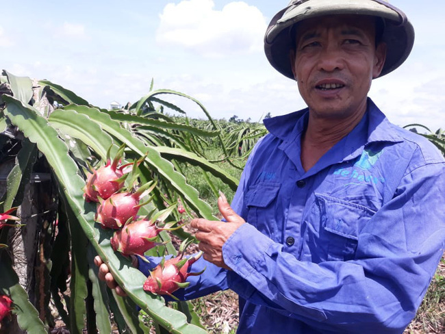 Cây thanh long “xóa” ruộng hoang đất Cảng - Ảnh 1.