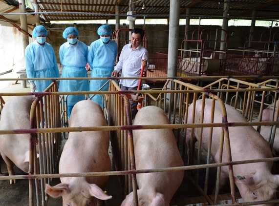 Ngành chăn nuôi vẫn thiếu nửa  triệu con lợn nái  - Ảnh 3.