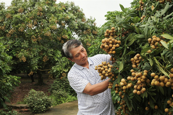 Giá nhãn, thanh long giảm mạnh - Ảnh 1.