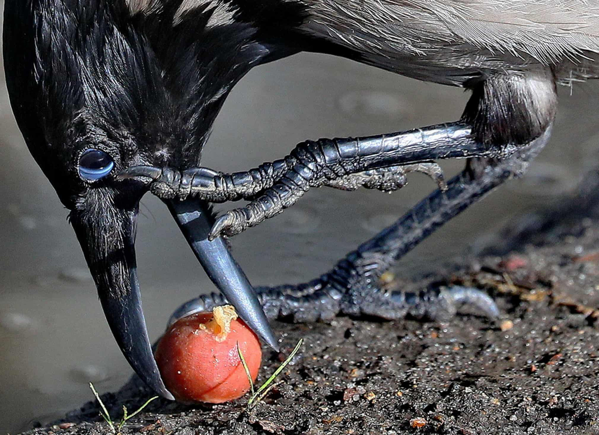 Quạ ăn táo và những hình ảnh ấn tượng về thế giới động vật tuần qua - Ảnh 13.