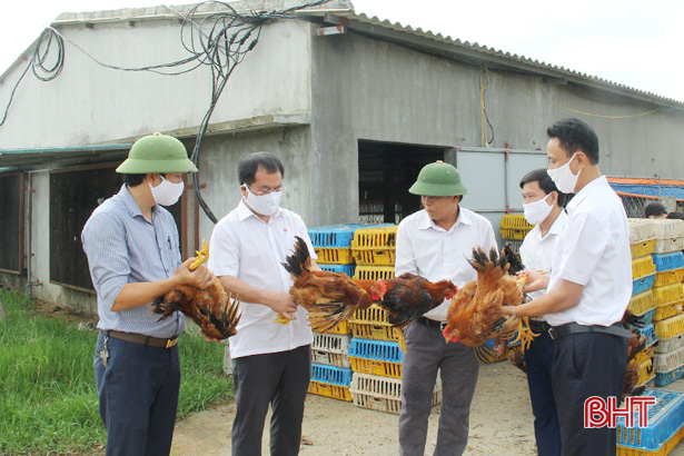 Thuê bãi đất cát hoang, ven nghĩa địa nuôi gà, cho gà tắm nắng, lợi nhuận 1,5 tỷ đồng/năm - Ảnh 5.