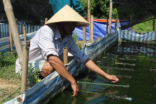 Hà Tĩnh: Lót bạt nuôi ếch thu về tiền triệu mỗi ngày - Ảnh 7.