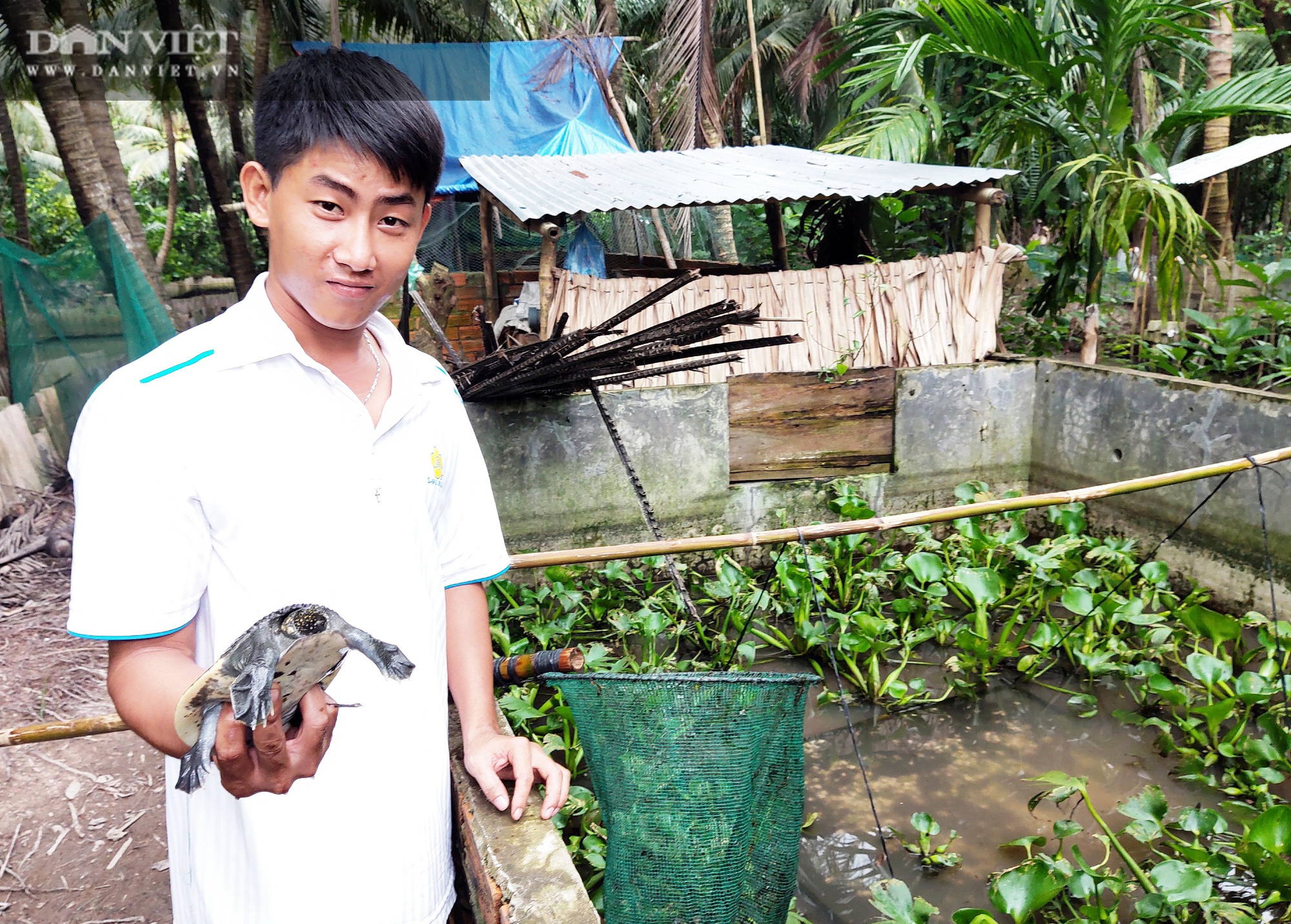 Mô hình nuôi baba trên cạn  trại cá giống nước ngọt Quang Nguyên