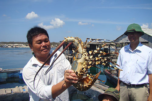 Bình Thuận: Ra đảo Phú Quý, bất ngờ tôm hùm khổng lồ ở Ngũ Phụng, ăn 1 lần cho biết - Ảnh 3.