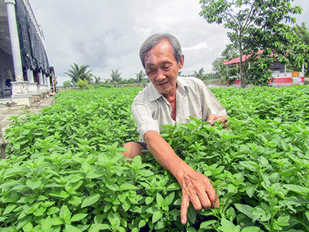 Trồng thứ rau quanh năm hái ra tiền, chưa bao giờ ế, chăm nhàn tênh, bán dễ như ăn kẹo - Ảnh 1.