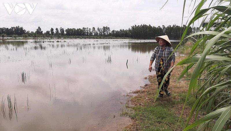 Nông dân Cà Mau nguy cơ trắng tay do đất lúa nhiễm mặn - Ảnh 1.