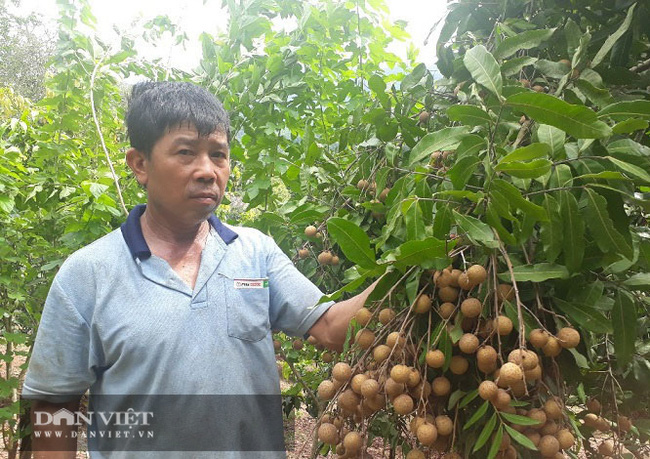 Bỏ ngô trồng cây ăn quả, biến đất dốc thành lợi thế  - Ảnh 1.