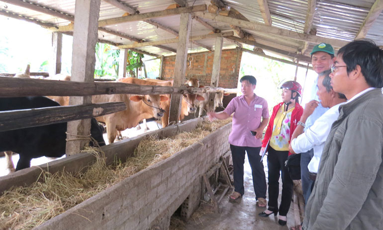 Phú Yên: Nông dân &quot;thi nhau&quot; nấu cháo cho bò ăn, ai nuôi bò lai lãi còn lớn hơn - Ảnh 1.