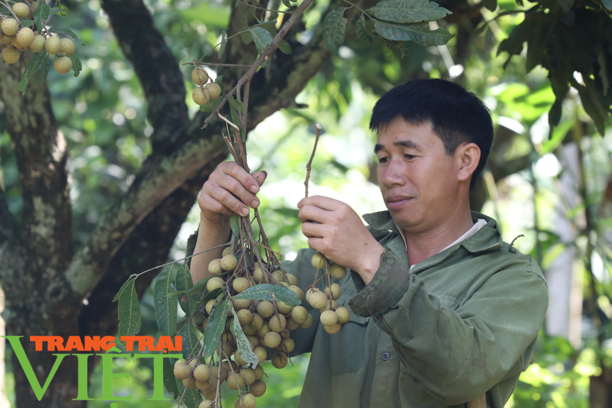 Bí quyết thu trăm triệu của nông dân Sơn La - Ảnh 2.