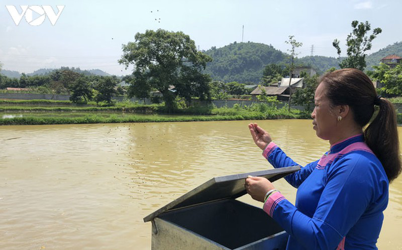 Lào Cai: Nuôi loài cá được mệnh danh &quot;cá tiến vua&quot;, một nữ nông dân thu lãi hàng tỷ đồng - Ảnh 3.