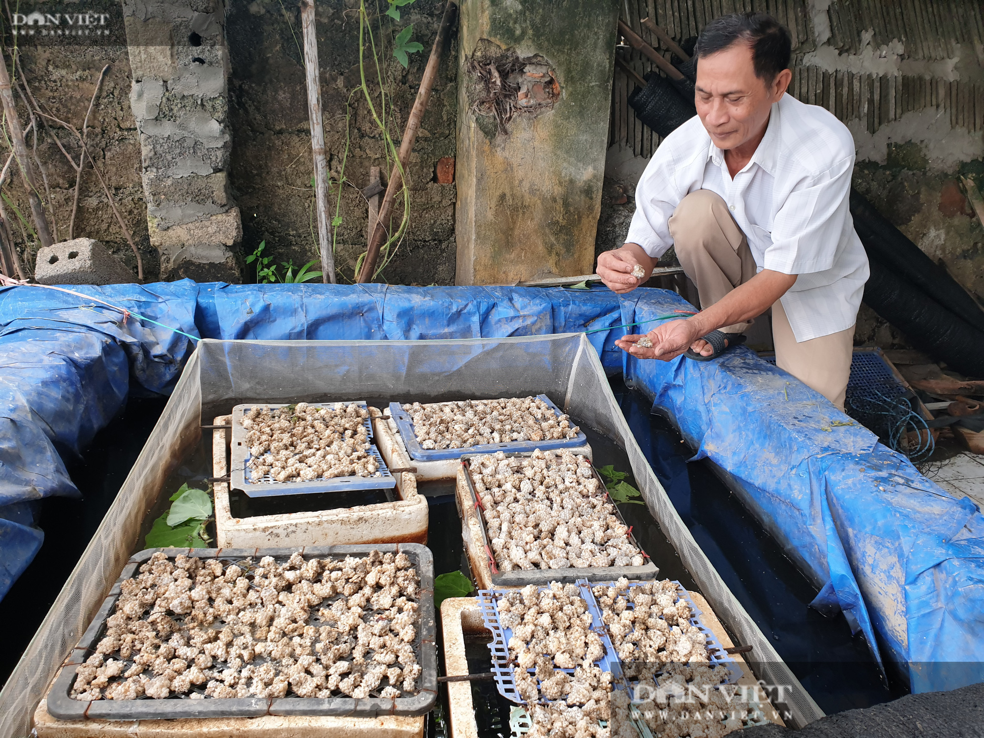 Ninh Bình: Lão nông nuôi đàn ốc mắn đẻ, bỏ túi gần nửa tỷ mỗi năm - Ảnh 7.