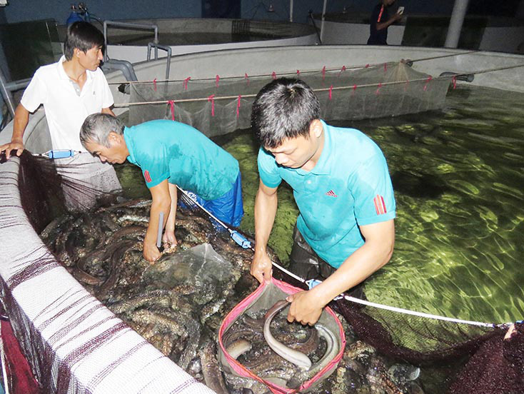 Quảng Bình: &quot;Đánh liều&quot; nuôi loài cá vừa dài vừa trơn, con nào cũng to bự, 9X thu tiền tỷ - Ảnh 1.