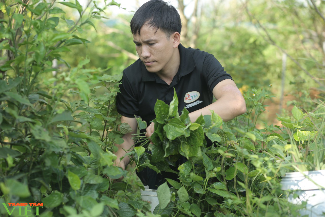 Độc đáo: Trang trại &quot;nói không&quot; với dịch bệnh nhờ... xông thuốc, cho gà ăn tảo xoắn - Ảnh 3.