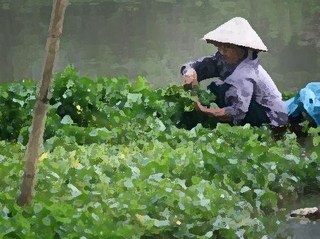 Truyện dự thi: Rau muống - Ảnh 1.