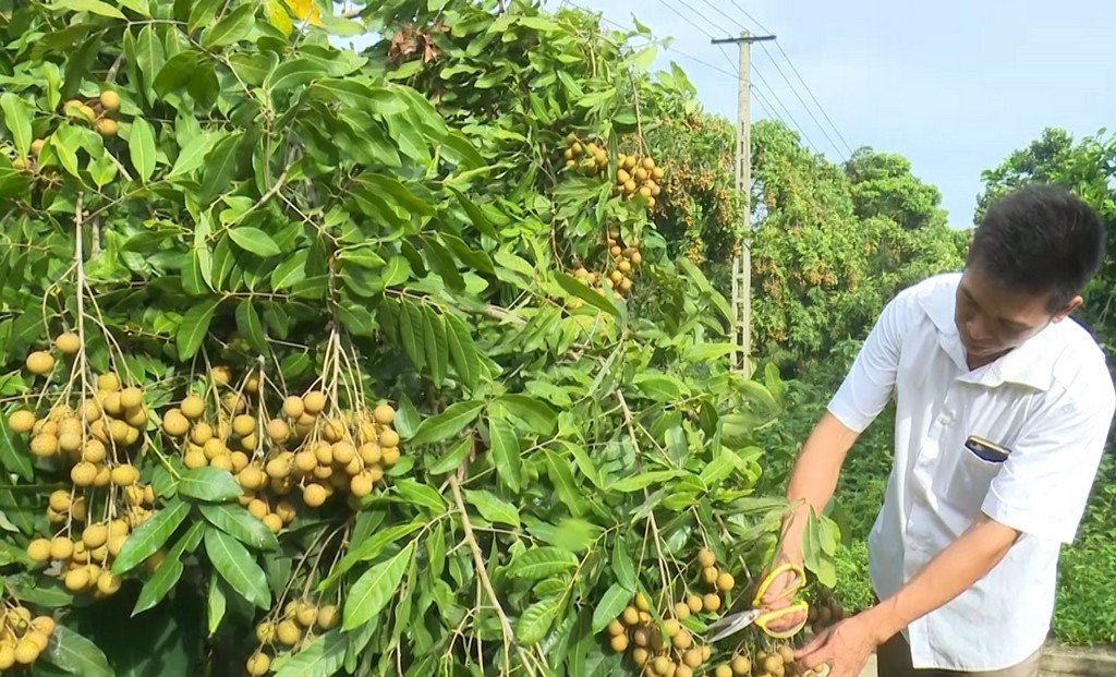 Tiêu thụ nông sản thời kỳ Covid-19: Cần gắn sản xuất với tìm kiếm thị trường - Ảnh 1.