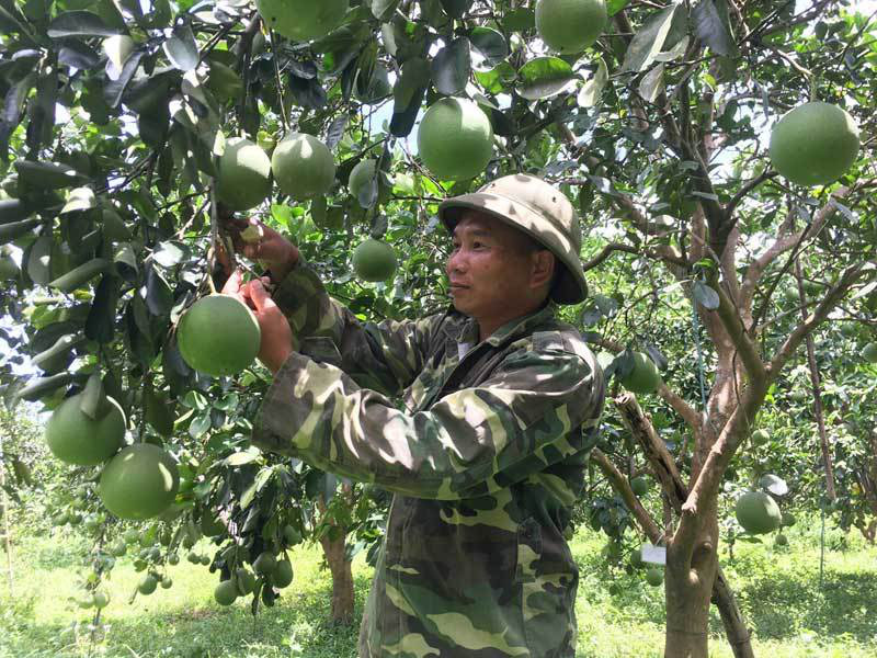  “Ép” cây bưởi Diễn cho 15 vạn quả thành công, sinh viên bán kem năm xưa nay thành tỷ phú - Ảnh 3.