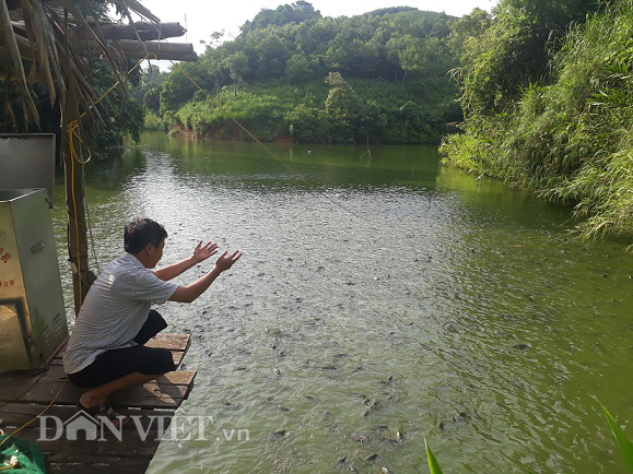 Nuôi cá thương phẩm và sản xuất gỗ bóc, lão nông người Dao thành tỷ phú - Ảnh 2.