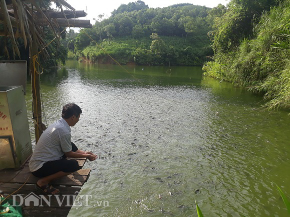 Nuôi cá thương phẩm và sản xuất gỗ bóc, lão nông người Dao thành tỷ phú - Ảnh 4.