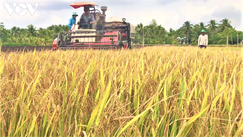 Lúa gạo tăng giá, doanh nghiệp và nông dân ĐBSCL phấn khởi. - Ảnh 1.