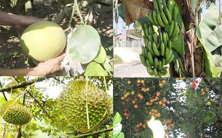 4 loại trái cây ở Nghĩa Hành (Quảng Ngãi) được cấp chứng nhận nhãn hiệu là những loại nào? 