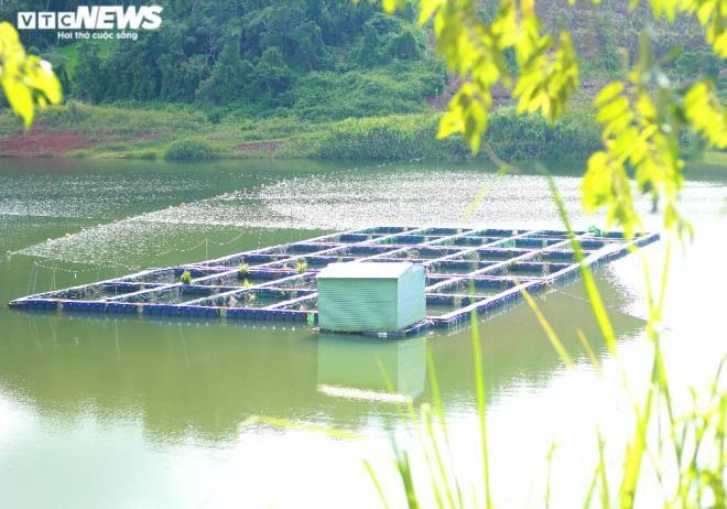 Nuôi cá 'ngàn đô' trên ốc đảo Tây Nguyên - Ảnh 1.