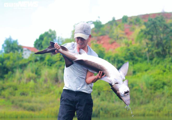 Nuôi cá 'ngàn đô' trên ốc đảo Tây Nguyên - Ảnh 5.