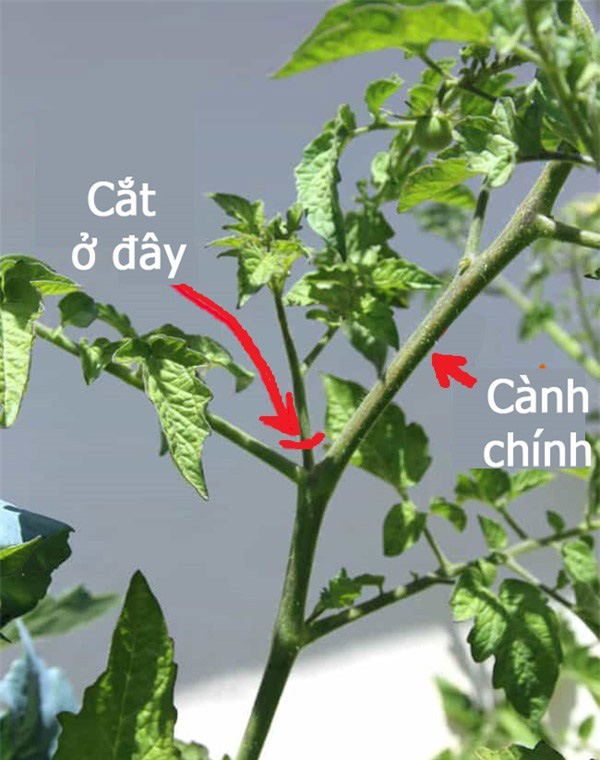 &quot;Lạ đời&quot; cách trồng cà chua cực nhanh không cần gieo hạt, không cần mua cây giống - Ảnh 1.