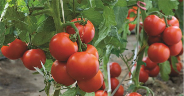 &quot;Lạ đời&quot; cách trồng cà chua cực nhanh không cần gieo hạt, không cần mua cây giống - Ảnh 7.