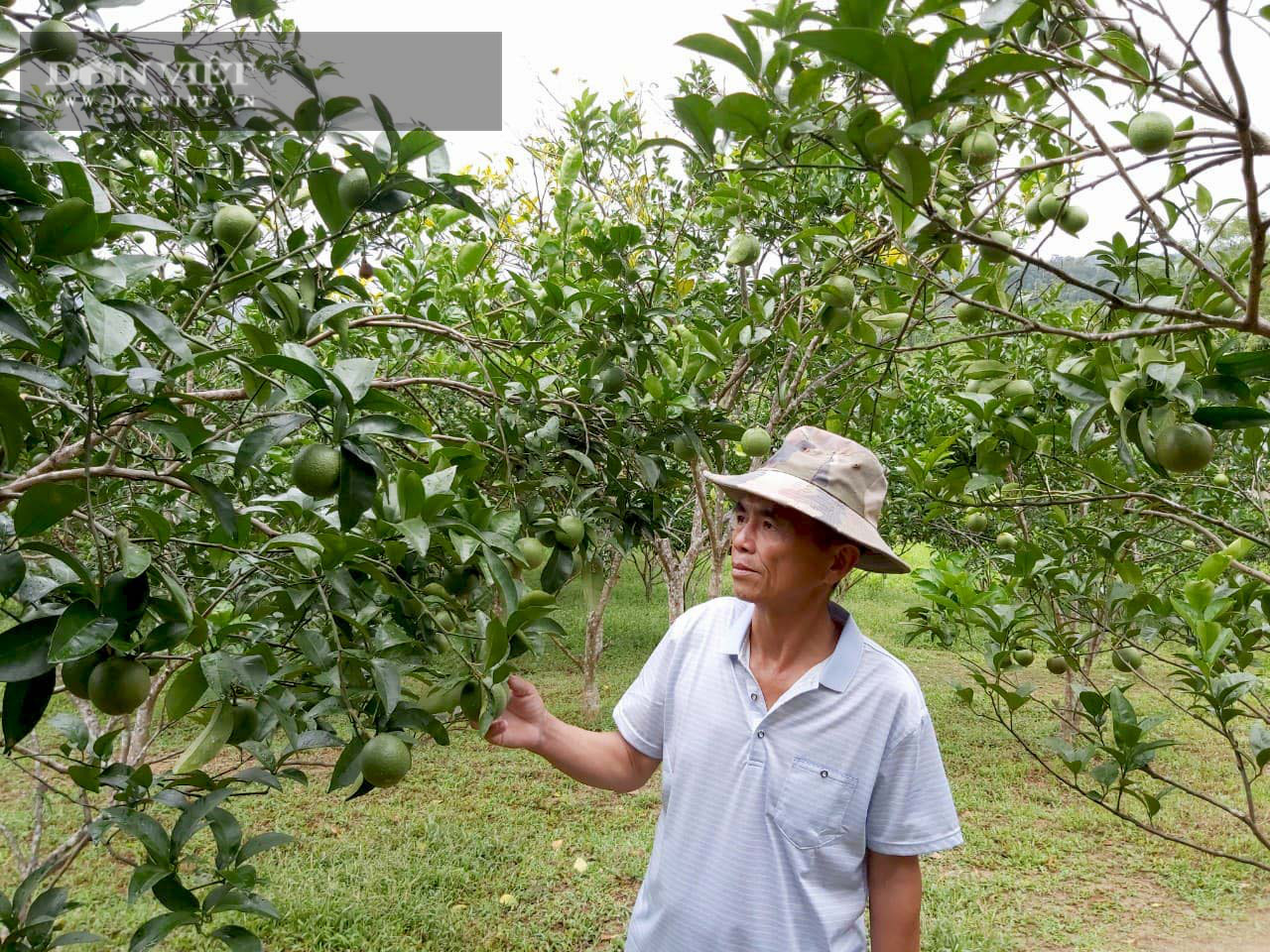 Nuôi ngựa ăn quanh gốc, ít phải làm cỏ, lão nông thu 150 triệu đồng/vụ từ cây có múi - Ảnh 5.