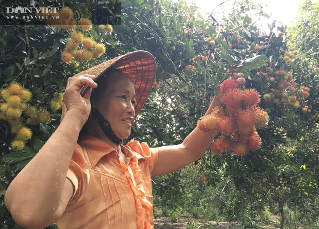 Quảng Ngãi: Những loại trái cây ở huyện NTM đầu tiên được cấp chứng nhận nhãn hiệu  - Ảnh 4.