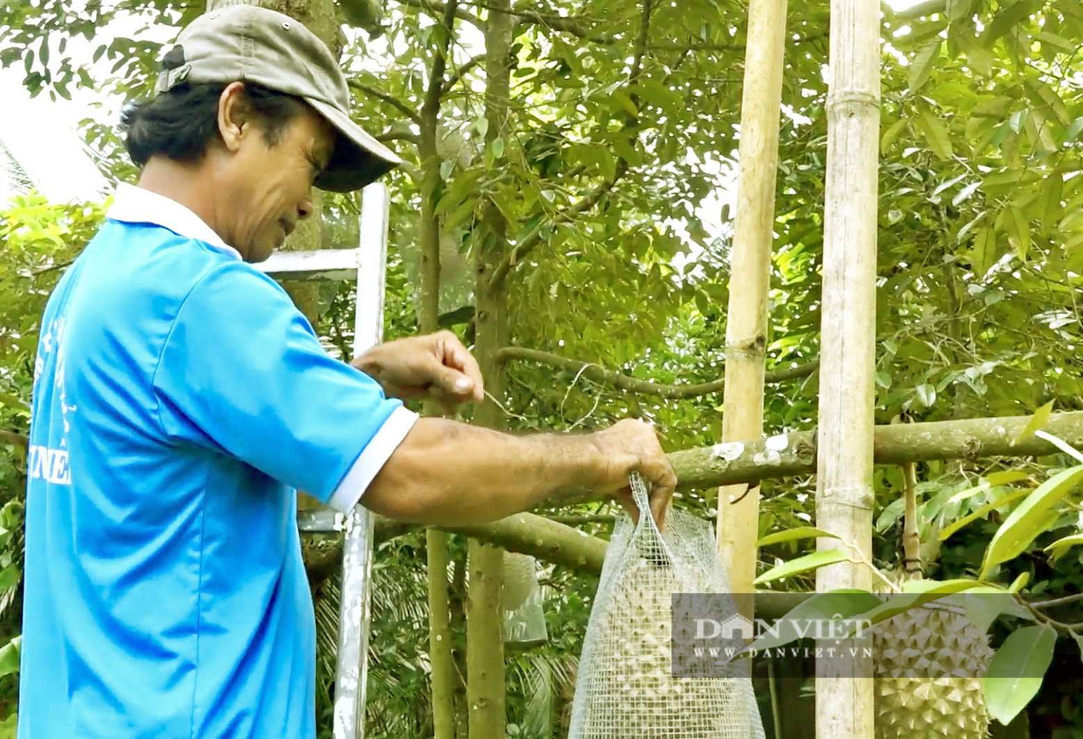 Sầu riêng trên đỉnh Thiên Cấm Sơn ngon thế nào mà muốn ăn phải đặt trước cả tháng? - Ảnh 2.