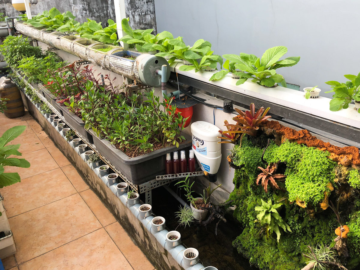 Cách xây dựng mô hình trồng rau sạch trên sân thượng đơn giản hiệu quả