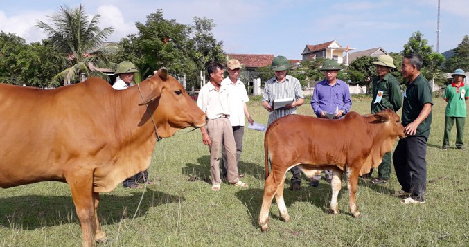 Thoát nghèo nhờ nuôi bò lai - Ảnh 1.