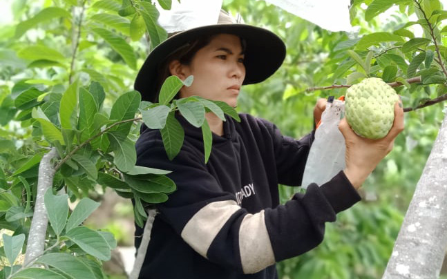 Lâm Đồng: Trồng giống na gì mà bán 70 ngàn/ký, thương lái cứ giục còn không hái nữa đi